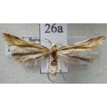 Metzneria lappella (Linnaeus, 1758) Czech26a